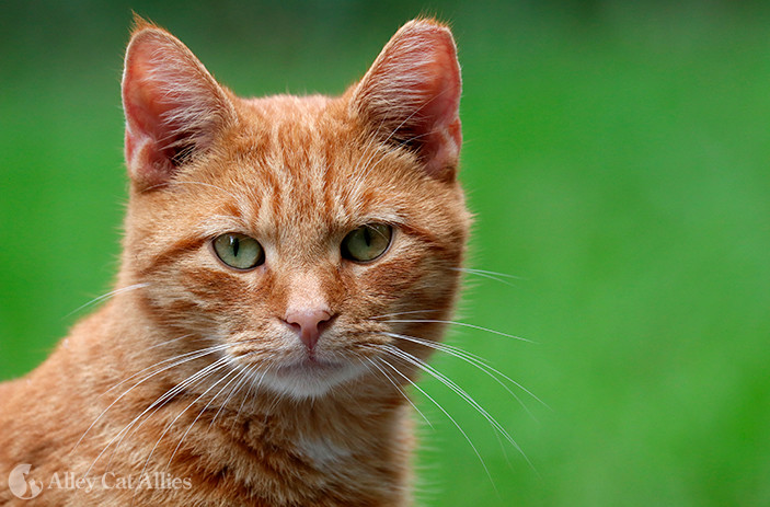 Placeholder Cat Image