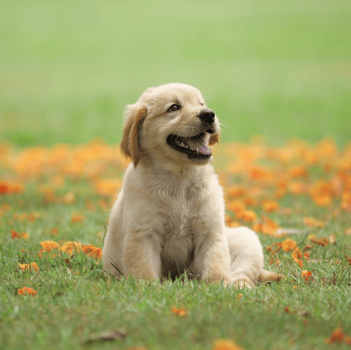 Placeholder Dog Image