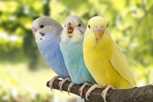 Parrot