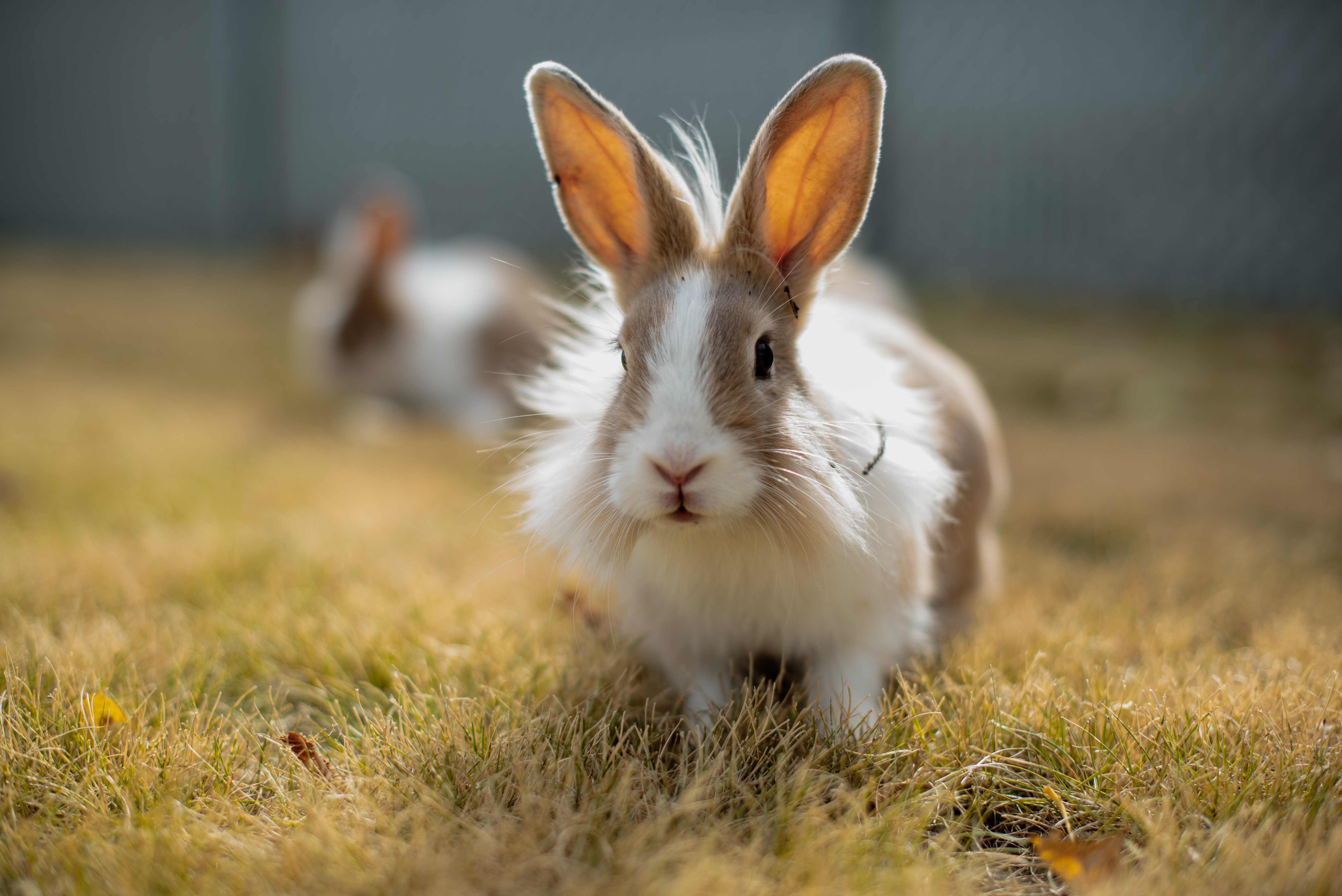 Rabbit